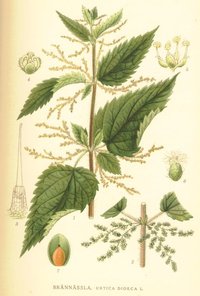 Common Nettle, stinging nettle Seeds (Urtica dioica)