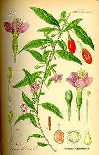 Goji Seeds (Lycium barbarum)