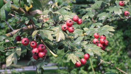 Hawthorn Seeds (Crataegus monogyna)