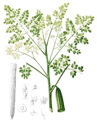 6-7 Seeds Drumstick  Moringa Horserad green vegetable organic herb food 
