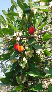 Strawberry tree Seeds (Arbutus unedo)