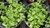 Samen Mizuna grüne (Brassica rapa japonica)