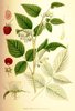 Raspberry Seeds (Rubus idaeus)