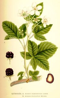 Blackberry (Bramble) Seeds (Rubus fruticosus)