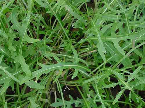 Perennial Wall Rocket, Wild rocket Seeds (Diplotaxis tenuifolia)