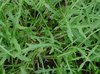 Semillas de Jaramagos, rúcula silvestre (Diplotaxis tenuifolia)