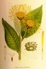Horseheal seeds,  Wild sunflower (Inula helenium)
