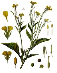 Red mustard Seeds (Brassica juncea)