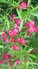 Pflanze Oleander (Nerium oleander)