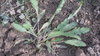 Semillas de Gallocresta, verbenaca, maro negro o balsamina (Salvia verbenaca)