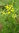 Planta de Tanaceto, Hierba Lombricera ( Tanacetum vulgare)