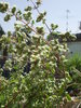 Marjoram plant (Origanum Majorana)