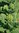 Pflanze Bauerntabak, Veilchentabak (Nicotiana rustica)