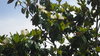 Samen immergrüne Magnolie (Magnolia grandiflora)