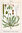 Semillas de Minutina, Hierba estrella (Plantago coronopus)