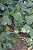 Samen Kohlrabi (Brassica oleracea var. gongylodes)