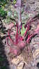Beetroot seeds "Bull's Blood" (Beta vulgaris subsp. Vulgaris)