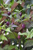 Samen chili "filius blue" (Capsicum annuum)