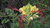 Samen Paradiesvogelstrauch (Caesalpinia gilliesii)