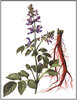 Red Sage "Dan shen" plant (Salvia miltiorrhiza)
