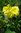 Rhizom Canna yellow Humbert (Canna edulis)