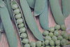 Semillas de Guisantes Alderman (Pisum sativum)
