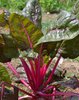 Samen Mangold swiss red (Beta vulgaris subsp. vulgaris)