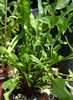 Chicory seeds "Dandelion" Red (Cichorium intybus)