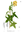 Musk okra Plant, ornamental okra (Abelmoschus moschatus)