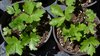 Japanese parsley, Mitsuba Seeds  (Cryptotaenia japonica)