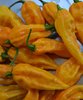 Aji limo Seeds, yellow lima pepper (Capsicum chinense)