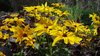 Pflanze gelber Sonnenhut (Rudbeckia hirta) "Gloriosa Daisy"