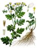 Samen Mutterkraut (Tanacetum parthenium, Syn.: Chrysanthemum parthenium)