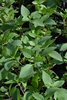 Thai basil, Horapha rau Seeds (Ocimum basilicum)