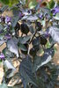 "Black olive" Chili seeds  (Capsicum annuum)