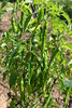 Guindilla Verde Hot  Pepper seeds (Capsicum annuum)