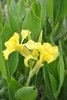 Rhizom Wassercanna, bandana of the everglades, golden canna (Canna flaccida)