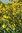 Jerusalem Artichoke Rhizome, Sunroot, Topinambour (Helianthus tuberosus)