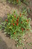 "Red demon" Chili seeds (Capsicum annuum)