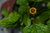 Samen Parakresse Husarenknopf Jambu (Acmella oleracea) Spilanthes