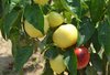 Semillas de pimiento manzana hungaro (Capsicum annuum)