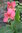 Rhizom Canna Fuchsia (Canna edulis)