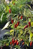 Fresno Chile seeds (Capsicum annuum)