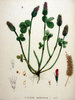 Samen Inkarnat-Klee. Blutklee, Rosenklee (Trifolium incarnatum)