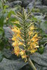 Rizoma de Jengibre Hawaiano o Kahili (Hedychium gardnerianum) bulbo