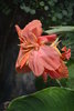 "Tropical rose" Pink Cana bulb (Canna Edulis), rhizome