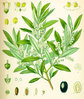 Olive seeds (Olea europaea)