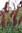 Planta de Flor de Miel, Acanto Glauco (Melianthus Major)