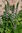 Planta de Acanto (Acanthus mollis)