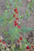Leafy Goosefoot, Strawberry Goosefoot seeds (Blitum virgatum, Syn. Chenopodium foliosum)